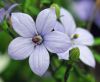 Codonopsis vincaeflora